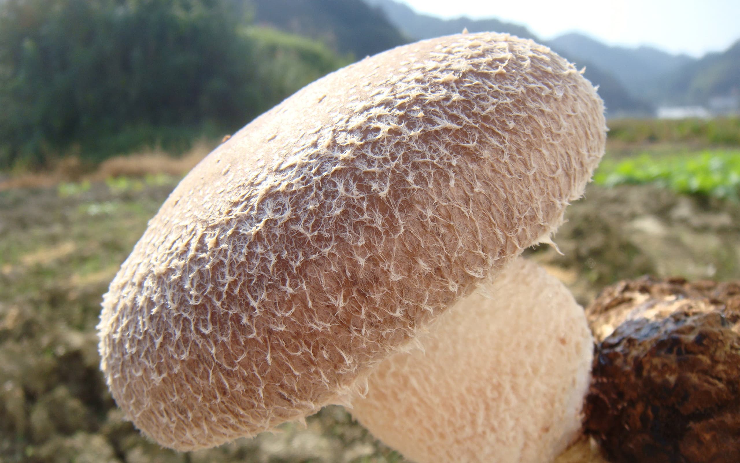 徳島県産 天恵菇しいたけ