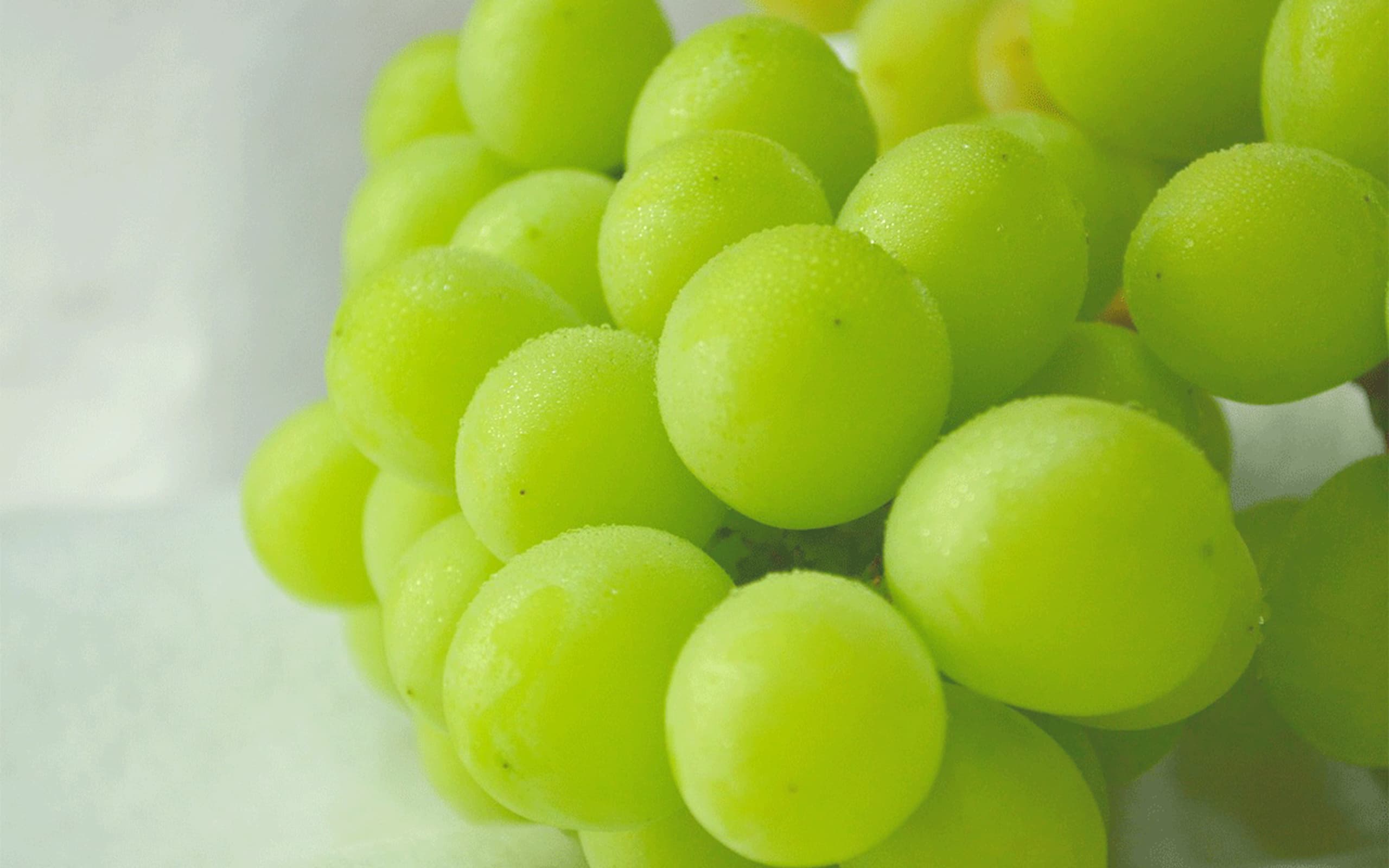 岡山県吉備中央町 シャインマスカット